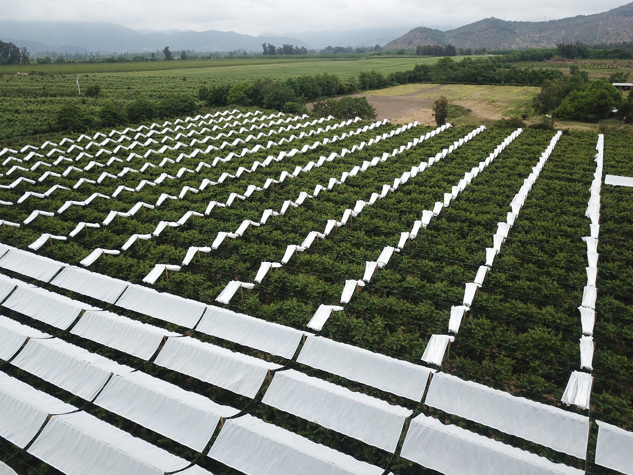 🌧️ Protect Your Orchard from Unpredictable Weather with High-Quality Rain Covers